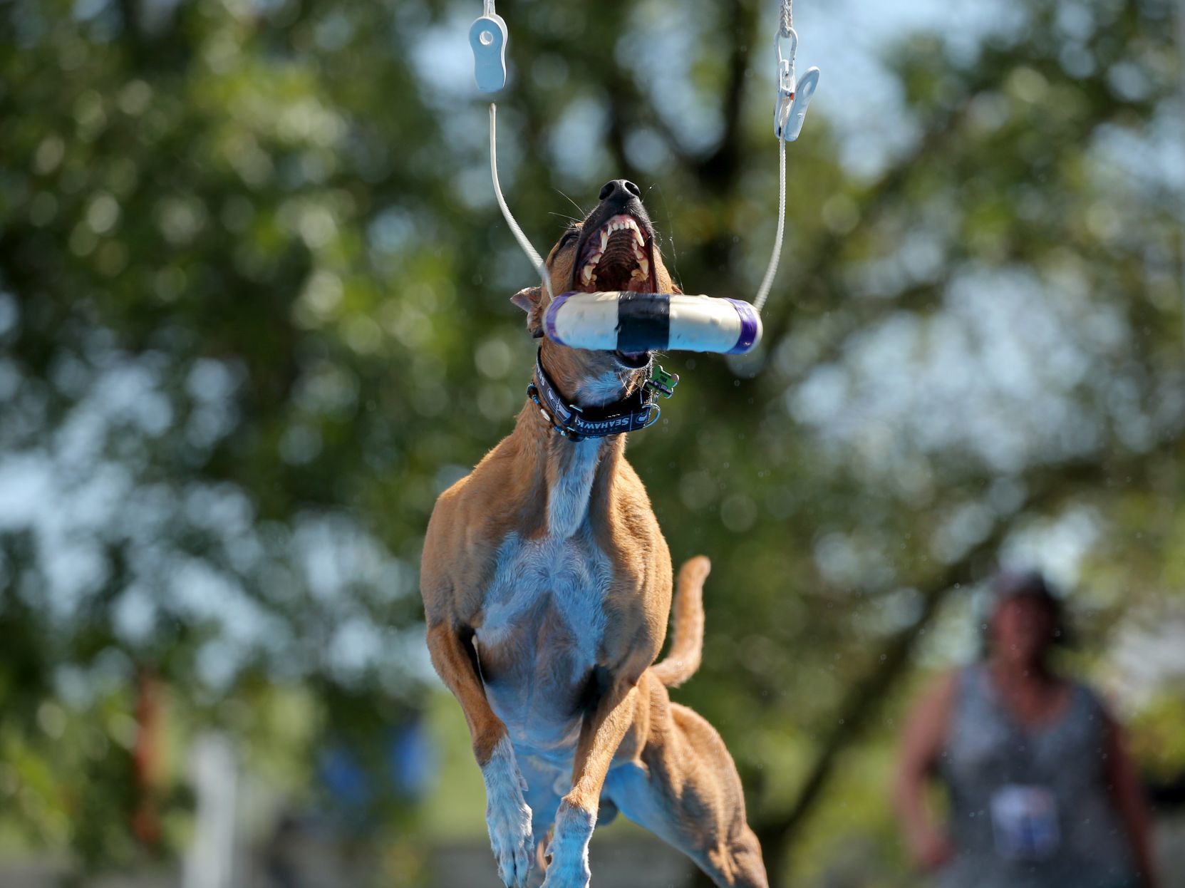 Incredible dogs compete at Purina Farms